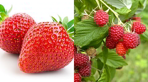 लालचुटुक स्ट्रॉबेरीच्या जोडीला आता रासबेरी अन् गुजबेरी; महाबळेश्वरमध्ये पर्यटकांना दुहेरी आनंद