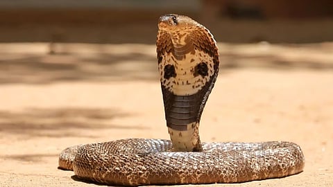 सर्पदंशांवर काहीतरी उपाययोजना करा! सुप्रीम कोर्टाचे केंद्र सरकारला निर्देश