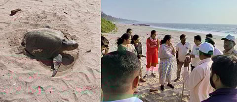 अंडी घालण्यासाठी 'ऑलिव्ह रिडले' कासव किहीम समुद्रकिनारी; अंड्यांच्या सुरक्षेसाठी २४ तास पहारेकरी, आनंदोत्सव साजरा करणार
