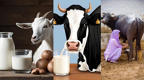 गायीचे-म्हशीचे-शेळीचे...कोणाच्या दुधाचे आरोग्यासाठी काय फायदे? जाणून घ्या फरक आणि बारकावे