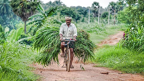 शेतकऱ्यांना मिळणार कृषीविषयक सल्ला; एकसदस्यीय समिती स्थापन