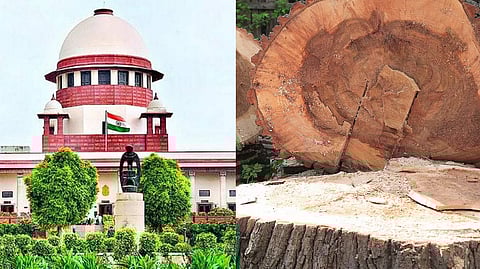 झाडे तोडणे माणसाच्या हत्येपेक्षाही वाईट; सुप्रीम कोर्टाचा निर्णय