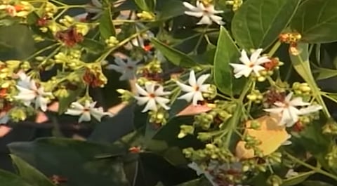 फूल आहे की औषध! पारिजातकाचे आरोग्यासाठीचे फायदे वाचून तुम्हीही व्हाल आश्चर्यचकित