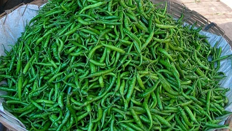यंदा उन्हाळी मिरची लागवडीकडे शेतकऱ्यांचा कल; मान्सूनपूर्व हिरव्या मिरचीच्या लागवडीला सुरुवात