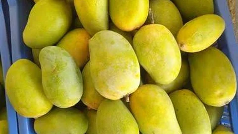 नाशिक जिल्ह्यात आंबा पिकाची लागवड; आंब्याचे ३५०० हेक्टरपर्यंत लागवड क्षेत्र