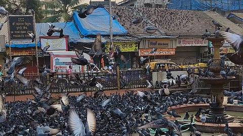 दादर कबुतरखाना इतक्यात हटणार नाही; जैन मंदिर तोडक कारवाईनंतर BMC अधिकाऱ्यांमध्ये घबराटीचे वातावरण