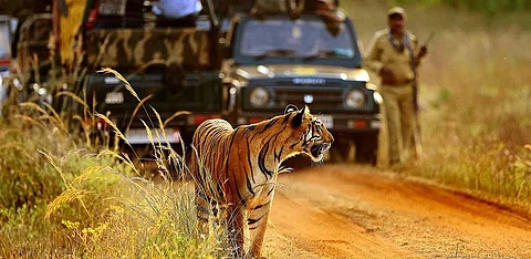 जंगल सफारीला पर्यटकांची पसंती; सहा वर्षांत वन विभागाच्या तिजोरीत १५० कोटींचा महसूल जमा
