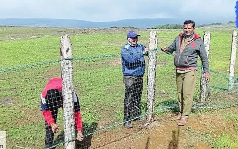 कास पठारावरील फुलोत्सव ऑगस्टमध्येच; पावसामुळे तुरळक फुले; पर्यटकांना दोन महिन्यांची प्रतीक्षा
