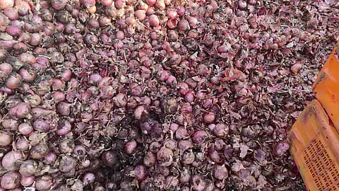 नाशिकमध्ये अवकाळी पावसाने कांद्याचे नुकसान; जिल्ह्यात २,८७७ हेक्टर पीक नष्ट