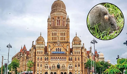 पालिकेने उंदीर मारले; कुणी पाहिले? अडीच हजार उंदरांचा नायनाट केल्याच्या दाव्यावर शंका