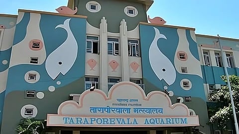 तारापोरवाला मत्स्यालयाची इमारत नव्याने बांधणार; विविध प्रजातींचे मासे असणार, राज्य सरकार ५५० कोटी रुपये खर्च करणार: नितेश राणे