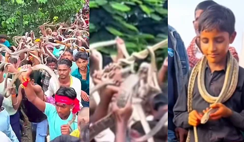 अबब! कुणाच्या गळ्यात, तर कुणाच्या डोक्यावर साप; व्हिडिओ पाहून तुम्हीही व्हाल थक्क