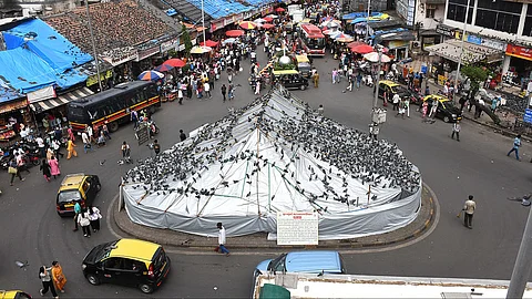 कबुतरखाना बंदी: कबुतरांसाठी मोकळ्या जागेचा शोध घेण्याची सूचना