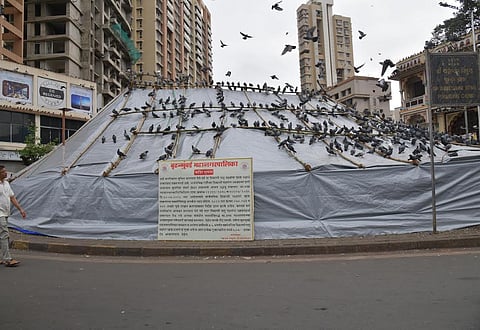 Mumbai : दादर कबुतरखान्यावरील ताडपत्रीवर कबुतरांचा मुक्काम; कारवाईच्या दुसऱ्या दिवशी मोठ्या संख्येने कबुतरांचे थवे