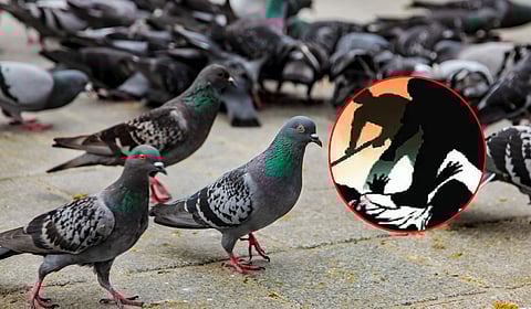 Mira Road : 'कबूतरांना दाणे टाकू नका' सांगितल्याने बाप-लेकाला बेदम मारहाण; चार जणांवर गुन्हा दाखल