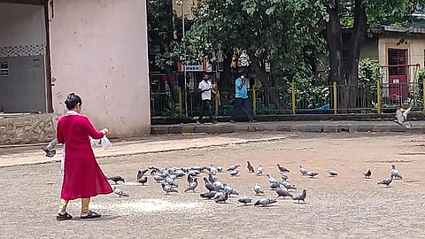 कबुतरांना खाद्य घालणे ठरणार गुन्हा; नवी मुंबईत दंडासह फौजदारी कारवाईचा इशारा
