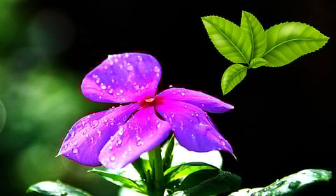 सदाबहारची पाने - सुंदरतेसोबत आरोग्यासाठीही उपयुक्त