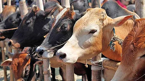 गायीला राष्ट्रीय प्राणी घोषित करण्याचा विचार नाही; केंद्र सरकारचे स्पष्टीकरण