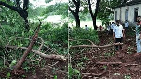 प्रकल्पांसाठी वृक्षतोडीबाबत हायकोर्टाकडून चिंता व्यक्त; देखरेखीसाठी समिती स्थापन करण्याची राज्य सरकारला सूचना