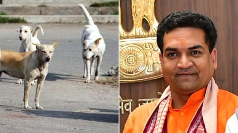 १० लाख भटक्या कुत्र्यांना मायक्रोचिप लावणार; दिल्लीचे मंत्री कपिल मिश्रा यांची घोषणा
