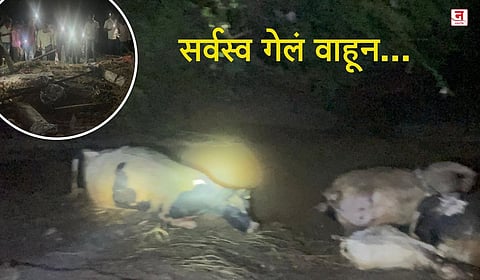 एका रात्रीत ३७ गायी, २० शेळ्यांचा बळी! पुरामुळे दुग्धव्यवसाय उद्ध्वस्त; धाराशिवच्या शेतकऱ्याचे ६० लाखांचे नुकसान, मदत अपुरी
