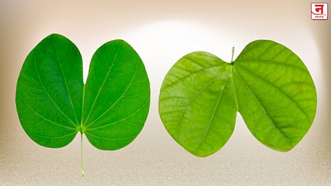 आपटा हरवतोय…दसऱ्याचे सोने की नकली पाने? बाजारात कांचनच्या पानांचा सुळसुळाट