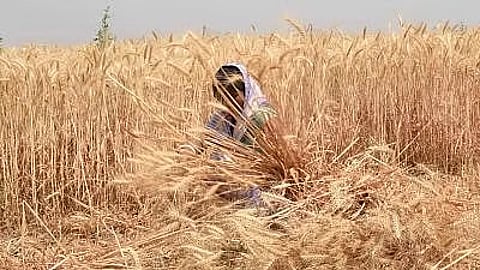 डाळ उत्पादनात स्वयंपूर्ण होण्यासाठी सरकारची योजना; ११,४४० कोटी रुपयांचे पॅकेज जाहीर, ६ पिकांचा MSP वाढवला