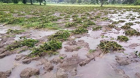 सरकारकडून शेती कर्जवसुलीला स्थगिती