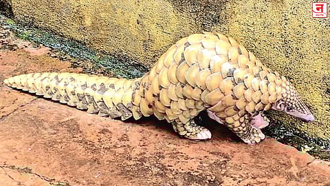 वाघरीच्या जाळ्यात अडकलेले खवले मांजर; सुरक्षित नैसर्गिक अधिवासात सोडल्यानंतर जाताना.