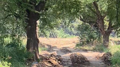 पुण्यात आणखी एक भूखंड घोटाळा; ताथवडे येथील पशुसंवर्धन विभागाच्या १५ एकर जमिनीची परस्पर विक्री, सहदुय्यम निबंधक निलंबित