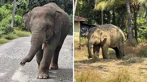वन्यजीव धोरणात फेरबदल करण्याची मागणी; ‘ओंकार’ला गुजरातमध्ये स्थलांतरित करण्याला विरोध