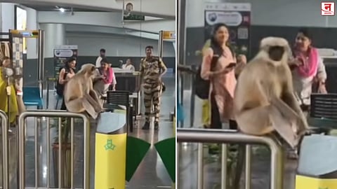 Mumbai : मेट्रो स्टेशनवर माकडाचा VIP आराम! लोअर ओशिवरा स्थानकातील Video व्हायरल