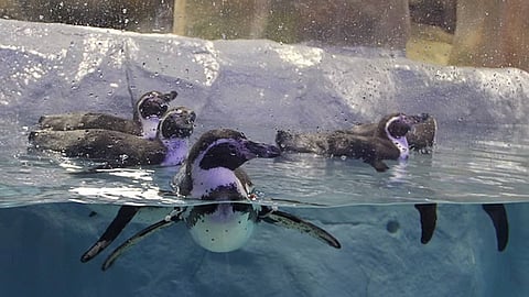 राणी बागेत अत्याधुनिक मत्स्यालय उभारणीला सुरुवात; पेंग्विनसोबतच समुद्री मासेही मुंबईकरांच्या भेटीला येणार