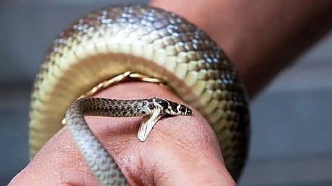 प्रातिनिधिक छायाचित्र