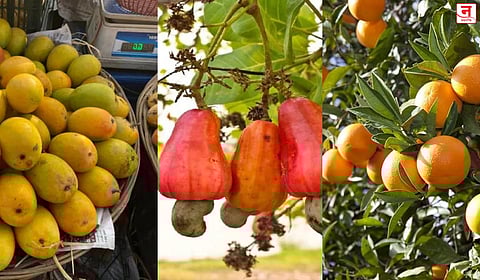 आंबा, काजू, संत्रा उत्पादक शेतकऱ्यांना दिलासा; कृषिमंत्री दत्तात्रय भरणे यांनी दिली महत्त्वाची माहिती