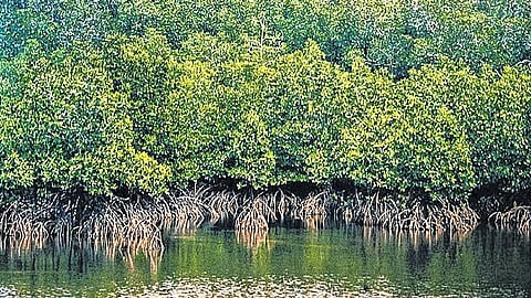 प्रातिनिधिक छायाचित्र