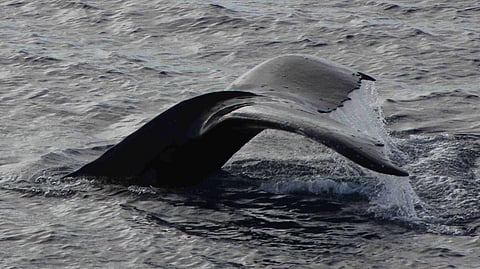 जलचरांचा जलवा!