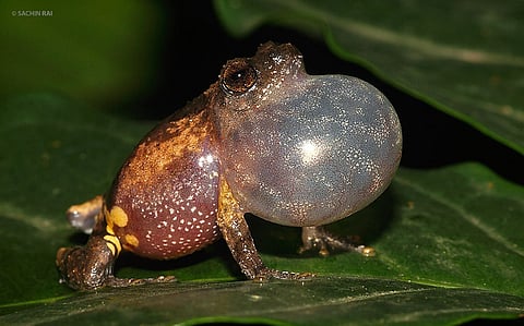 तळ्यात आणि मळ्यात : दोन्हीकडे मजेत!