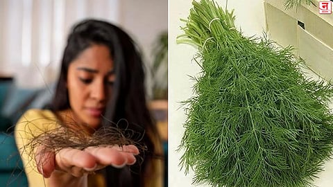 केस गळतात? महागड्या हेअर ट्रीटमेंट सोडा, 'शेपू' खा! ऋजुता दिवेकरने सांगितले भन्नाट फायदे