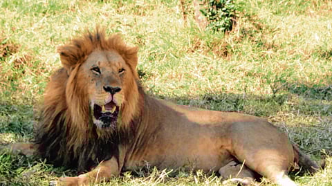 मसाई माराची जंगल सफारी