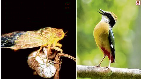 निसर्ग फक्त दिसत नाही, तो सतत बोलत असतो.