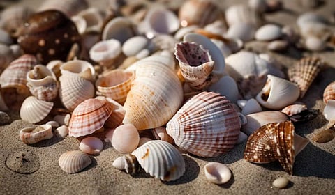 शंख-शिंपल्याचे घर