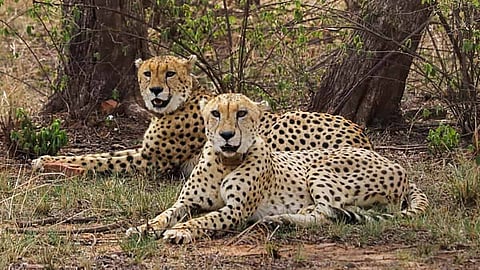 आता बोटस्वानाहून भारतात चित्ते येणार; केंद्रीय पर्यावरण, वन व हवामान बदल मंत्री भूपेंद्र यादव यांची माहिती