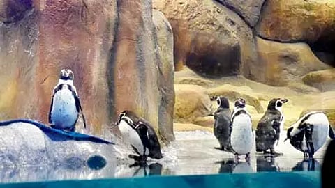 Mumbai : राणीबागेतील पेंग्विनना वाढती मागणी; हैदराबाद, साखरबाग, जुनागढ झू कडून विचारणा