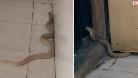 Kalyan : सहाय्यक पोलीस आयुक्त कार्यालयात विषारी नाग