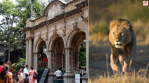 Mumbai : राणीबागेत लवकरच गुजरातच्या सिंहाची गर्जना; सिंहाच्या मागणीसाठी मुंबईच्या महापौरांचे गुजरातच्या मुख्यमंत्र्यांना पत्र