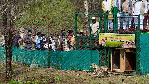 कुनो अभयारण्यात आणखी नऊ चित्त्यांचे आगमन
