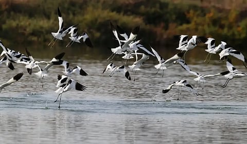 निसर्गातले भटकबहाद्दर