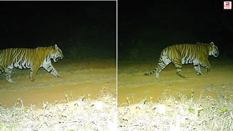 काळम्मादेवीच्या दर्शनाला येतो वाघ