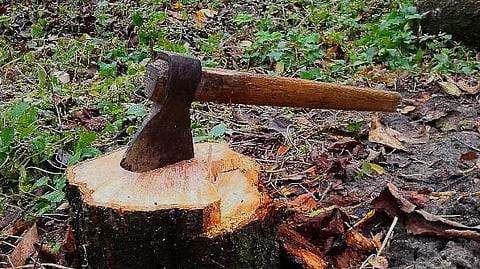 ठाण्यात रिंग मेट्रोसाठी ३ हजार वृक्षांचा बळी; वृक्षप्रेमी नागरिकांमध्ये संतापाचे वातावरण